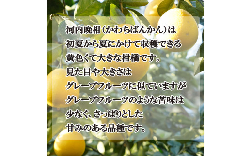 贈答用 河内晩柑 3kg 7000円 お試し用 みかん かわちばんかん 愛南ゴールド あいなん ゴールド 夏 文旦 グレープフルーツ 和製 少量 お試し 産地直送 お中元 ギフト プレゼント 国産 農家直送 期間限定 数量限定 ビタミン 健康 おいしい 特産品 ゼリー ジュース 人気 限定 さわやか 甘い フルーツ 果物 柑橘 蜜柑 吉田農園 愛南町 愛媛県