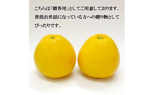 贈答用 河内晩柑 3kg 7000円 お試し用 みかん かわちばんかん 愛南ゴールド あいなん ゴールド 夏 文旦 グレープフルーツ 和製 少量 お試し 産地直送 お中元 ギフト プレゼント 国産 農家直送 期間限定 数量限定 ビタミン 健康 おいしい 特産品 ゼリー ジュース 人気 限定 さわやか 甘い フルーツ 果物 柑橘 蜜柑 吉田農園 愛南町 愛媛県