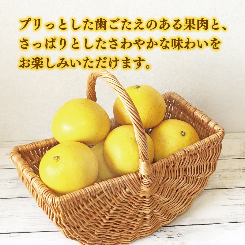 訳あり 文旦 13.5kg 13000円 ぶんたん みかん mikan 蜜柑 ミカン わけあり 家庭用 産地直送 国産 農家直送 糖度 期間限定 数量限定 特産品 ゼリー ジュース アイス 人気 限定 甘い 果実 果肉 フルーツ 果物 柑橘 ビタミン 健康 美味しい おいしい ジューシー 小玉 含む サイズ ミックス 規格外 傷み補償 500g ミッチーのおみかん畑 愛南町 愛媛県