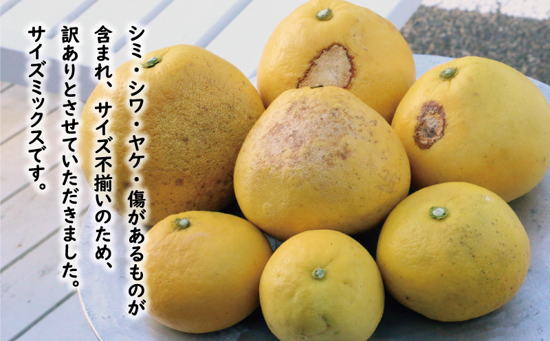 訳あり 文旦 13.5kg 13000円 ぶんたん みかん mikan 蜜柑 ミカン わけあり 家庭用 産地直送 国産 農家直送 糖度 期間限定 数量限定 特産品 ゼリー ジュース アイス 人気 限定 甘い 果実 果肉 フルーツ 果物 柑橘 ビタミン 健康 美味しい おいしい ジューシー 小玉 含む サイズ ミックス 規格外 傷み補償 500g ミッチーのおみかん畑 愛南町 愛媛県