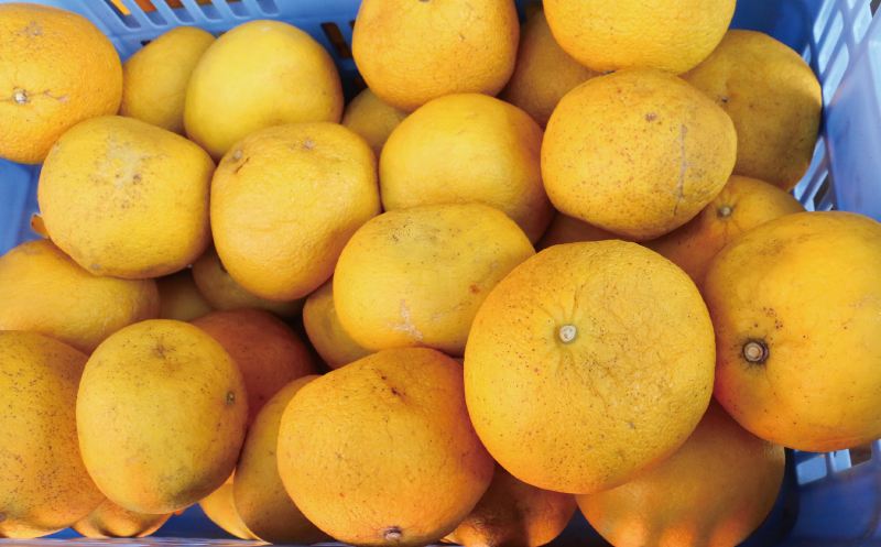 訳あり 文旦 13.5kg 13000円 ぶんたん みかん mikan 蜜柑 ミカン わけあり 家庭用 産地直送 国産 農家直送 糖度 期間限定 数量限定 特産品 ゼリー ジュース アイス 人気 限定 甘い 果実 果肉 フルーツ 果物 柑橘 ビタミン 健康 美味しい おいしい ジューシー 小玉 含む サイズ ミックス 規格外 傷み補償 500g ミッチーのおみかん畑 愛南町 愛媛県