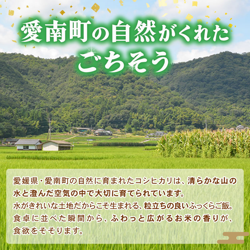 令和7年産 新米 コシヒカリ 5kg 米 お米 白米 精米 こしひかり 人気 産地直送 国産 農家直送 期間限定 数量限定 特産品 令和7年度産 2025年産 大粒 もっちり 粘り 甘み おいしい おにぎり 贈答品 プレゼント 和家農園 愛南町 愛媛県
