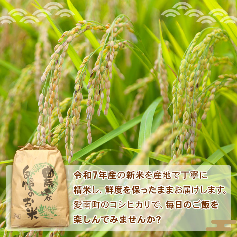 令和7年産 新米 コシヒカリ 5kg 米 お米 白米 精米 こしひかり 人気 産地直送 国産 農家直送 期間限定 数量限定 特産品 令和7年度産 2025年産 大粒 もっちり 粘り 甘み おいしい おにぎり 贈答品 プレゼント 和家農園 愛南町 愛媛県