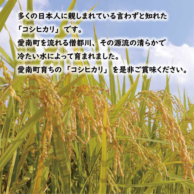 先行予約 新米 令和7年産 コシヒカリ 5kg 13000円 お米 白米 精米 米 こめ 産地直送 国産 農家直送 期間限定 数量限定 特産品 先行 事前 受付 令和7年度産 2025年産 もっちり 粘り 甘み おいしい おにぎり こしひかり 内祝い お祝い 贈答品 お返し プレゼント ギフト 土産 御礼 お礼 お取り寄せ えひめ南農業協同組合 愛南町 愛媛県