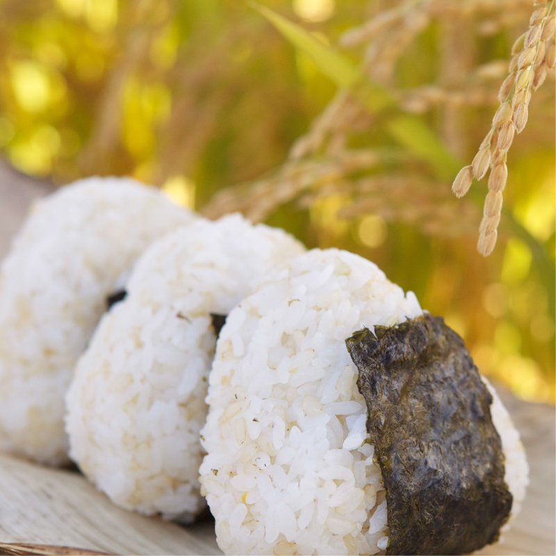 先行予約 新米 令和7年産 コシヒカリ 5kg 13000円 お米 白米 精米 米 こめ 産地直送 国産 農家直送 期間限定 数量限定 特産品 先行 事前 受付 令和7年度産 2025年産 もっちり 粘り 甘み おいしい おにぎり こしひかり 内祝い お祝い 贈答品 お返し プレゼント ギフト 土産 御礼 お礼 お取り寄せ えひめ南農業協同組合 愛南町 愛媛県