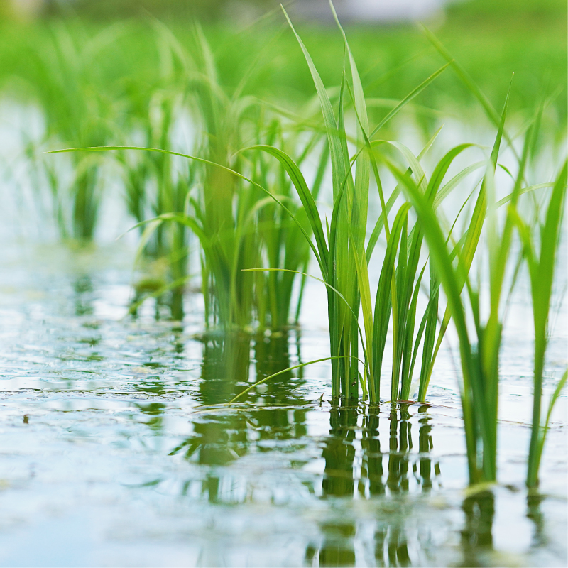 先行予約 新米 令和7年産 コシヒカリ 5kg 13000円 お米 白米 精米 米 こめ 産地直送 国産 農家直送 期間限定 数量限定 特産品 先行 事前 受付 令和7年度産 2025年産 もっちり 粘り 甘み おいしい おにぎり こしひかり 内祝い お祝い 贈答品 お返し プレゼント ギフト 土産 御礼 お礼 お取り寄せ えひめ南農業協同組合 愛南町 愛媛県