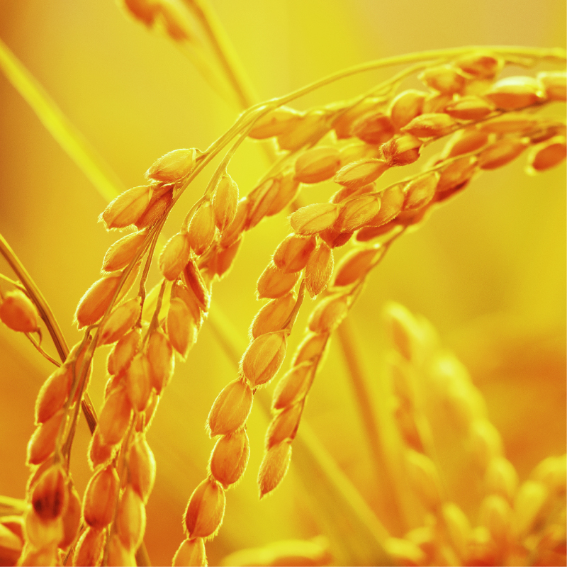 å
è¡äºçŽ æ°ç±³ 什å7å¹Žç£ ã³ã·ãã«ãª 10kg 25000å ãç±³ çœç±³ 粟米 ç±³ ãã ç£å°çŽé åœç£ 蟲家çŽé æééå® æ°ééå® ç¹ç£å å
è¡ äºå åä» ä»€å7å¹ŽåºŠç£ 2025å¹Žç£ ãã£ã¡ã ç²ã çã¿ ãããã ãã«ãã ããã²ãã å
ç¥ã ãç¥ã èŽçå ãè¿ã ãã¬ãŒã³ã ã®ãã åç£ åŸ¡ç€Œ ã瀌 ãåãå¯ã ãã²ãå蟲æ¥ååçµå æåçº æåªç