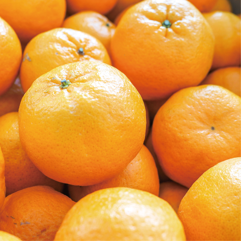 ãå
è¡äºçŽã æ°ééå® ã詊ãçš èš³ãã ãã³ã«ã³ 3kg 7000å ã¿ãã mikan èæ ãã«ã³ ãããã ãœããã ç£å°çŽé åœç£ 蟲家çŽé ç³åºŠ æééå® ç¹ç£å ãŒãªãŒ ãžã¥ãŒã¹ ã¢ã€ã¹ å·å ã¿ãã çã« äººæ° éå® çã ãã«ãŒã æç© ææ© ãžã¥ãŒã·ãŒ å°ç å«ã èŠæ Œå€ ãµã€ãº ããã¯ã¹ ã詊ã 詊äŸå ã詊ãå å°é åç°èŸ²å æåçº æåªç