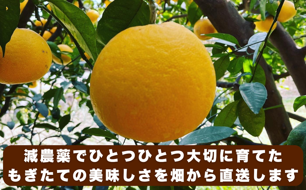 【 先行予約 】 訳あり 減農薬 愛南ゴールド 河内晩柑 10kg サイズ ミックス 家庭用 産直 農家直送 和製 グレープフルーツ 家庭用 甘い 爽やか 瑞々しい ジューシー 濃厚 旨味 酸味 旬 初夏 柑橘 みかん 蜜柑 不揃い サイズ混合 ジュース ゼリー ジャム マーマレード デザート 焼酎割り サワー 先行予約 予約受付 期間限定 数量限定 愛媛県 愛南町 愛南フルーツ
