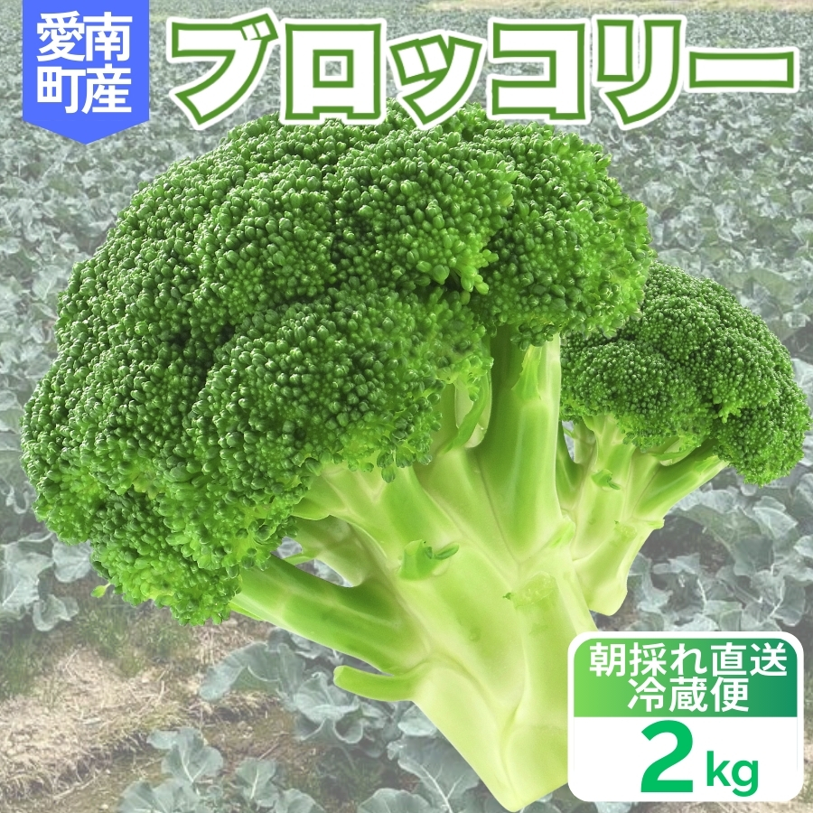 ブロッコリー 約2kg 朝採れ 当日 発送 新鮮 採れたて 産地直送 農家直送 国産 野菜 シャキシャキ 食感 茎 まで 甘い 栄養満点 ご家庭用 サラダ スープ お弁当 彩り野菜 旬 の 味覚 離乳食 食事管理中 に おすすめ 緑黄色野菜 冷凍 保存 可能 ストック 便利 人気 期間限定 旬 の 味覚 食卓 へ 愛媛県 愛南町 愛なんよ