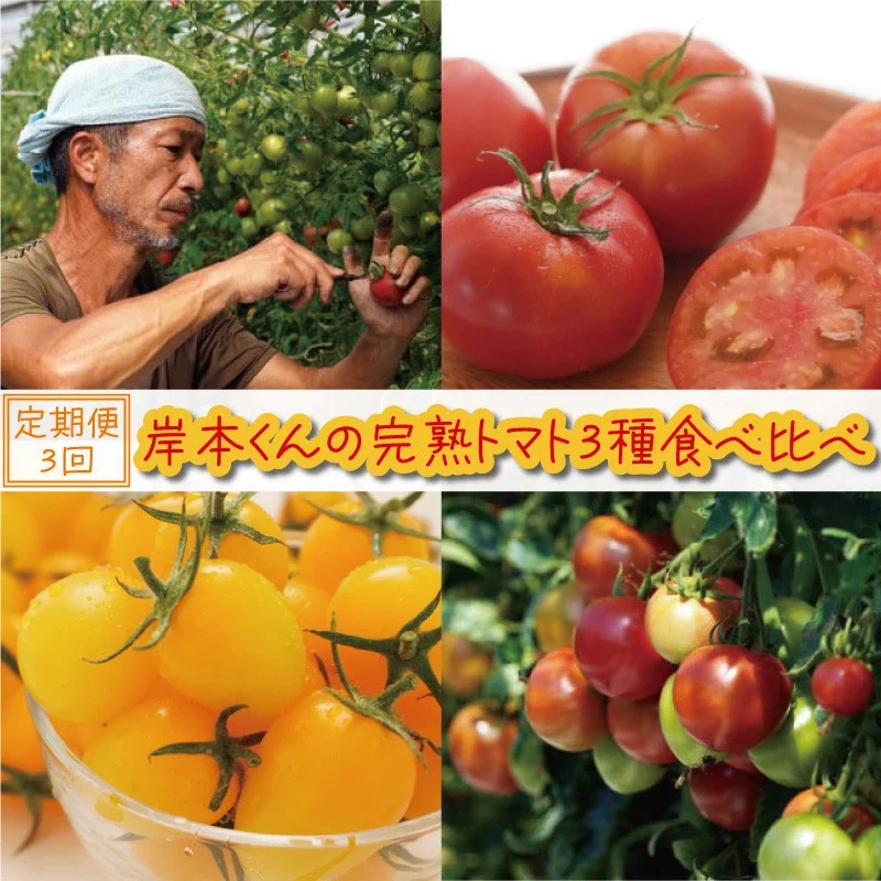 定期便 3回 岸本くんの 完熟 トマト 26000円 とまと ミニトマト 大玉 イエローアイコ パック トマトジュース トマトケチャップ トマトソース 4kg 野菜 国産 産地直送 農家直送 期間限定 数量限定 特産品 人気 ブランド アイコ 高糖度 ハウス栽培 お取り寄せ 料理 に 冷凍 保存 もおすすめ 岸本 真一 愛南町 愛媛県