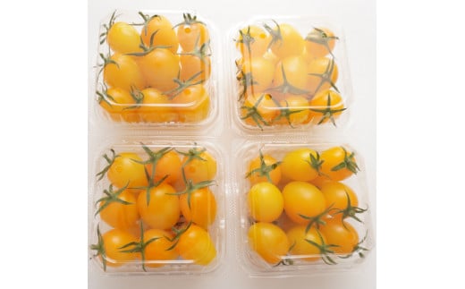 定期便 3回 岸本くんの 完熟 トマト 26000円 とまと ミニトマト 大玉 イエローアイコ パック トマトジュース トマトケチャップ トマトソース 4kg 野菜 国産 産地直送 農家直送 期間限定 数量限定 特産品 人気 ブランド アイコ 高糖度 ハウス栽培 お取り寄せ 料理 に 冷凍 保存 もおすすめ 岸本 真一 愛南町 愛媛県