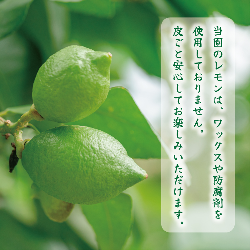 数量限定 レモン 5kg 8000円 柑橘 サイズ 不揃い 家庭用 檸檬 国産 フルーツ 果物 果実 産地直送 農家直送 期間限定 特産品 瀬戸内 ワックス 防腐剤 不使用 有機栽培 果汁 人気 新鮮 レモネード 塩レモン レモン酢 レモンソース はちみつレモン レモンケーキ レモンスカッシュ レモンサワー レモン酎ハイ 等に ビタミン くらもとファーム 愛南町 愛媛県