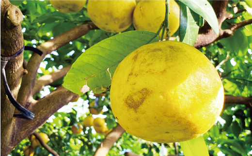 æ°ééå® å
è¡äºçŽ æ²³å
æ©æ 暹霢 20å¹Žä»¥äž 9kg ïŒ Lãµã€ãº ä»¥äž ïŒ 12000å ã¿ãã mikan èæ ãã«ã³ ããã¡ã°ããã æåãŽãŒã«ã ãããªã ãŽãŒã«ã ææŠ 掟ç å補 ã°ã¬ãŒããã«ãŒã å®¶åºçš ç£å°çŽé åœç£ 蟲家çŽé æééå® ç¹ç£å ãŒãªãŒ ãžã¥ãŒã¹ ã¢ã€ã¹ çã« äººæ° éå® çã ãããã ãã«ãŒã æç© ææ© èæ ããããšãã¡ãŒã æåçº æåªç