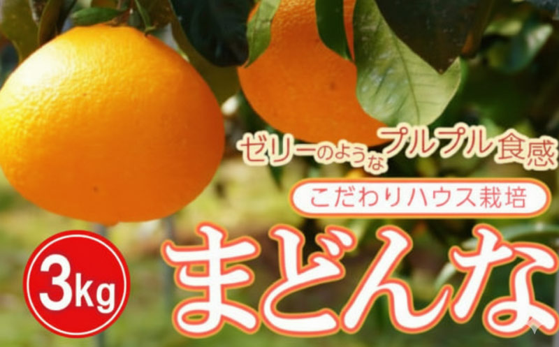 ハウス栽培 正品 まどんな 3kg みかん 13000円 愛果28号 紅まどんな 同品種 あいか アイカ 高級 人気 ブランド 柑橘 果物 フルーツ 期間限定 産地直送 国産 農家直送 特産品 お取り寄せ ギフト プレゼント お歳暮 mikan 蜜柑 ミカン マドンナ スマイルカット 甘い おいしい ゼリー ぷるぷる 前田ファーム 愛南町 愛媛県