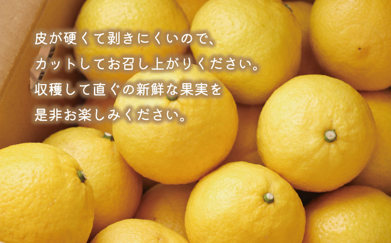 æ°ééå® å
è¡äºçŽ èš³ãã ã¯ãã 1.5kg 5000å ã詊ã å°é ã¿ãã mikan èæ ãã«ã³ åœç£ ç£å°çŽé 蟲家çŽé æééå® ç¹ç£å ãŒãªãŒ ãžã¥ãŒã¹ ã¢ã€ã¹ çã« ãããã äººæ° éå® ãã«ãŒã æç© ææ© çã ãããã ãžã¥ãŒã·ãŒ ãåãå¯ã ã®ãã ãã¬ãŒã³ã ãµã€ãº ããã¯ã¹ ãããªããã¶ãŒãº æåçº æåªç