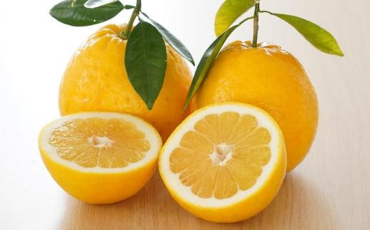 数量限定 先行予約 河内晩柑 樹齢 25年以上 中玉 6kg （ L ・ 2Lサイズ ） 8000円 みかん mikan 蜜柑 ミカン かわちばんかん 愛南ゴールド あいなん ゴールド 文旦 派生 和製 グレープフルーツ 産地直送 国産 農家直送 期間限定 特産品 ゼリー ジュース アイス 等に 人気 限定 甘い さわやか フルーツ 果物 柑橘 蜜柑 みかんの山祥 愛南町 愛媛県