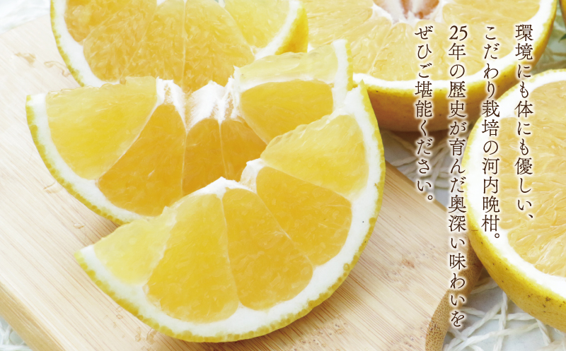 数量限定 先行予約 河内晩柑 樹齢 25年以上 小玉 8kg （ Mサイズ ） 9000円 みかん mikan 蜜柑 ミカン かわちばんかん 愛南ゴールド あいなん ゴールド 文旦 派生 和製 グレープフルーツ 産地直送 国産 農家直送 期間限定 特産品 ゼリー ジュース アイス 等に 人気 限定 甘い さわやか フルーツ 果物 柑橘 蜜柑 みかんの山祥 愛南町 愛媛県