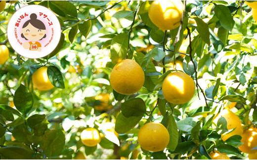 数量限定 先行予約 河内晩柑 6kg 10000円 みかん かわちばんかん mikan 蜜柑 ミカン 愛南ゴールド あいなん ゴールド 文旦 派生 和製 グレープフルーツ 産地直送 国産 農家直送 期間限定 特産品 ゼリー ジュース アイス 等に 人気 限定 甘い さわやか フルーツ 果物 柑橘 蜜柑 あいなんマザーズ 愛南町 愛媛県