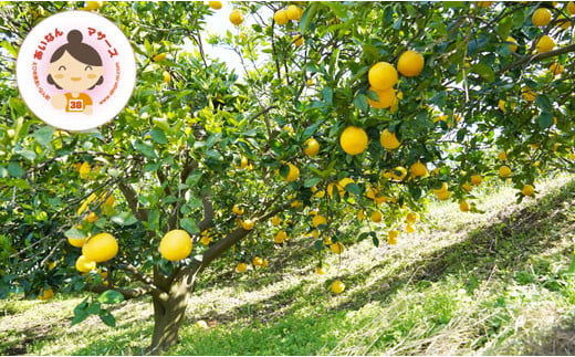 数量限定 先行予約 贈答用 河内晩柑 4kg 10000円 みかん かわちばんかん mikan 蜜柑 ミカン かわちばんかん 愛南ゴールド あいなん ゴールド 文旦 派生 和製 グレープフルーツ 産地直送 国産 農家直送 期間限定 特産品 ゼリー ジュース アイス 等に 人気 限定 甘い さわやか フルーツ 果物 柑橘 蜜柑 ギフト プレゼント あいなんマザーズ 愛南町 愛媛県