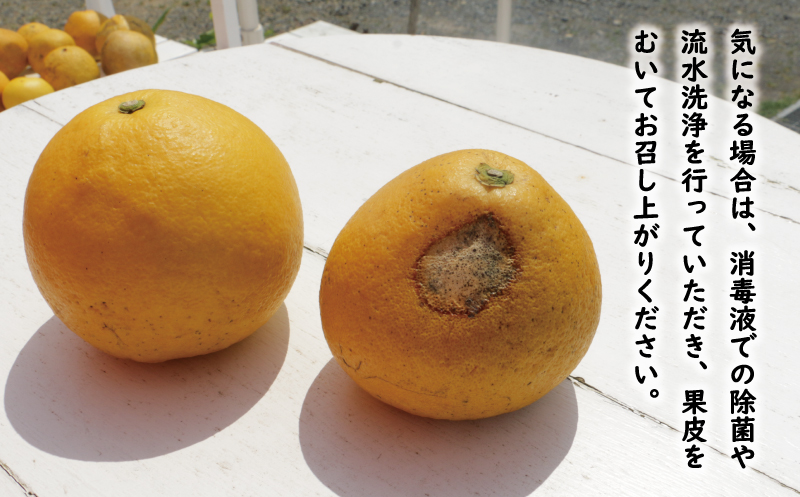 訳あり 文旦 7kg 8000円 ぶんたん みかん mikan 蜜柑 ミカン わけあり 家庭用 産地直送 国産 農家直送 糖度 期間限定 数量限定 特産品 ゼリー ジュース アイス 人気 限定 甘い 果実 果肉 フルーツ 果物 柑橘 ビタミン 健康 美味しい おいしい ジューシー 小玉 含む サイズ ミックス 規格外 傷み補償 500g ミッチーのおみかん畑 愛南町 愛媛県