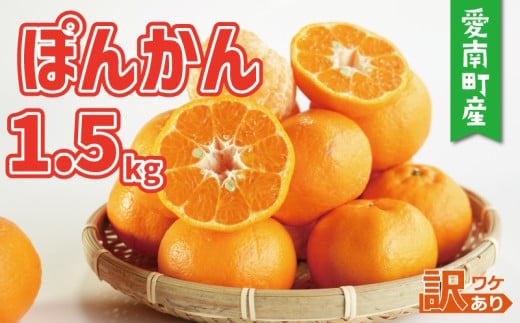 お試し用 訳あり ポンカン 1.5kg 5000円 みかん mikan 蜜柑 ミカン ぽんかん 産地直送 国産 農家直送 糖度 期間限定 数量限定 特産品 ゼリー ジュース アイス 等に 人気 限定 甘い フルーツ 果物 柑橘 美味しい おいしい ジューシー 小玉 含む 規格外 サイズ ミックス 傷み補償 500g ミッチーのおみかん畑 愛南町 愛媛県
