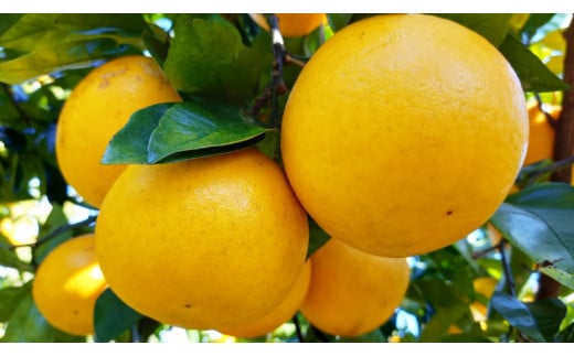 訳あり 愛南ゴールド ( 河内晩柑 ) 5kg みかん 蜜柑 河内晩柑 和製 グレープフルーツ 傷 不揃い 規格外 常温 愛媛県 愛南町青果市場 発送: 4月上旬～なくなり次第終了