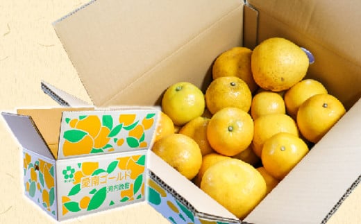 訳あり 愛南ゴールド ( 河内晩柑 ) 5kg みかん 蜜柑 河内晩柑 和製 グレープフルーツ 傷 不揃い 規格外 常温 愛媛県 愛南町青果市場 発送: 4月上旬～なくなり次第終了