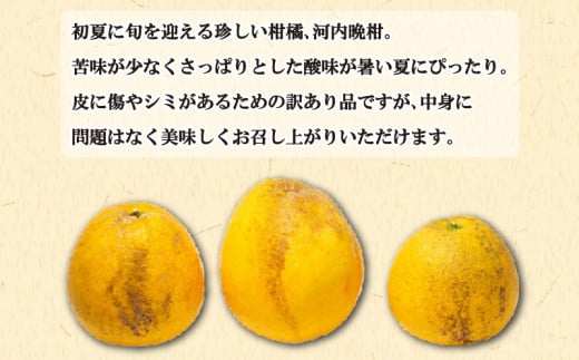 訳あり 愛南ゴールド ( 河内晩柑 ) 5kg みかん 蜜柑 河内晩柑 和製 グレープフルーツ 傷 不揃い 規格外 常温 愛媛県 愛南町青果市場 発送: 4月上旬～なくなり次第終了