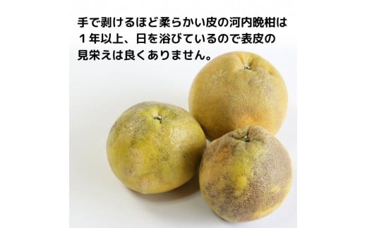 訳あり 愛南ゴールド ( 河内晩柑 ) 2kg みかん 蜜柑 河内晩柑 和製 グレープフルーツ お試し量 傷 不揃い 規格外 常温 愛媛県 愛南町青果市場 発送: 4月上旬～なくなり次第終了