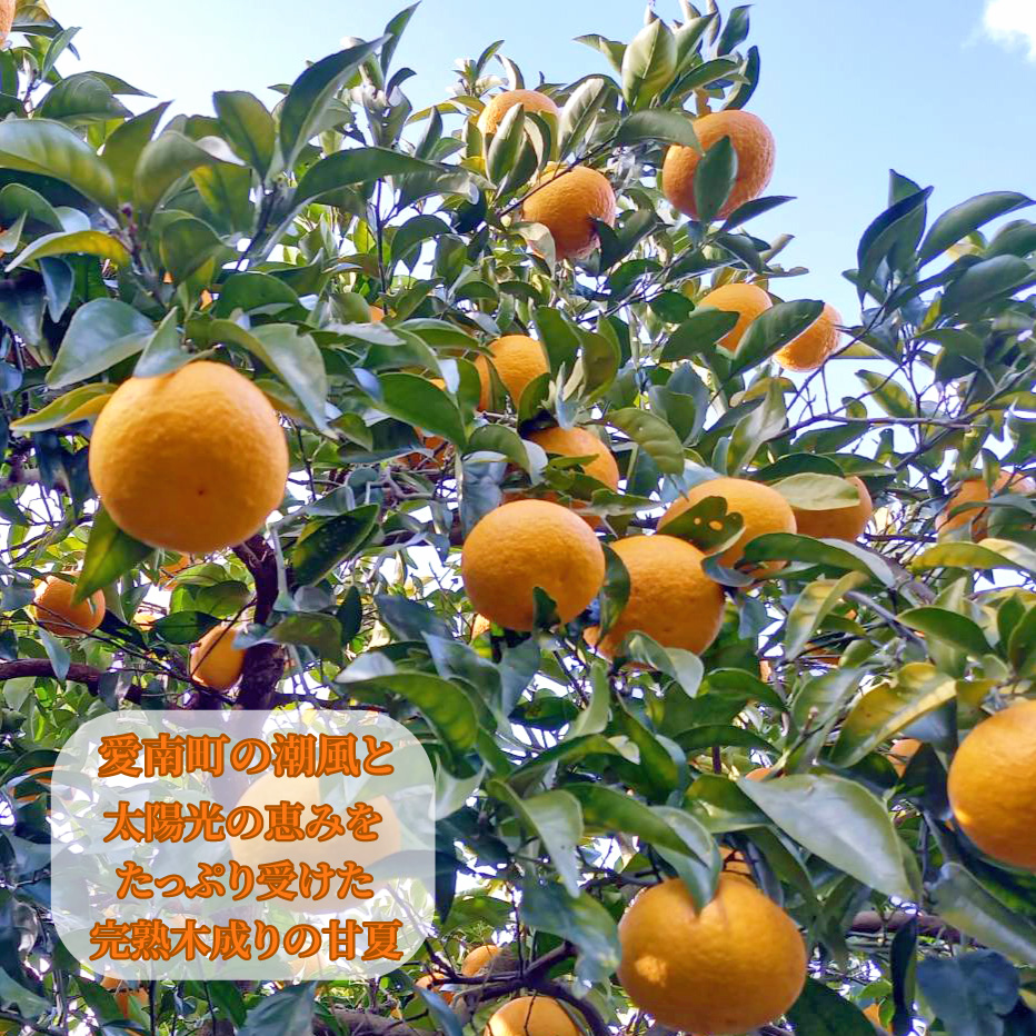 訳あり 甘夏 2kg 先行予約 柑橘 かんきつ 蜜柑 愛媛 みかん 温州 みかん あまなつ 国産 こくさん mikan 果物 くだもの フルーツ デザート ジュース 果実 果肉 果汁 甘い ジューシー おいしい 濃厚 産地 直送 産直 特産品 河内晩柑 愛媛県 愛南町 愛南町青果市場 