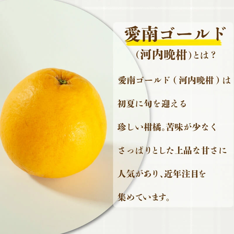 訳あり 河内晩柑 10.5kg サイズミックス 10000円 みかん かわちばんかん ミカン mikan わけあり 愛南ゴールド 家庭用 あいなん ゴールド 美生柑 文旦 派生 和製 グレープフルーツ 産地直送 国産 農家直送 期間限定 数量限定 特産品 人気 限定 甘い おいしい 小玉 含む フルーツ 果物 柑橘 蜜柑 アイス ジュース 等に 規格外 大樹農園 愛南町 愛媛県