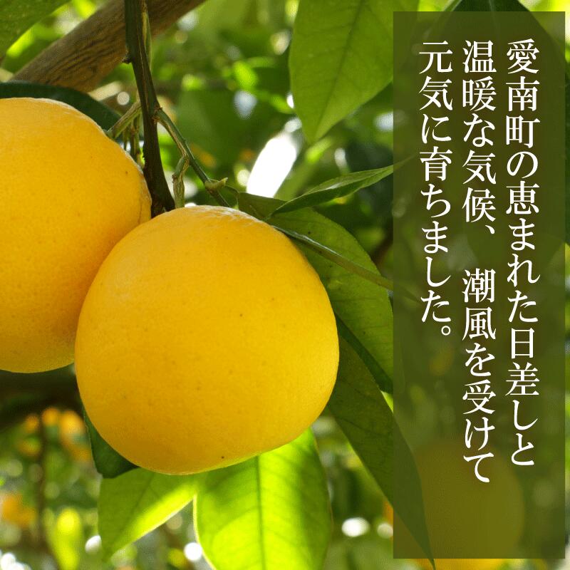 訳あり 河内晩柑 10.5kg サイズミックス 10000円 みかん かわちばんかん ミカン mikan わけあり 愛南ゴールド 家庭用 あいなん ゴールド 美生柑 文旦 派生 和製 グレープフルーツ 産地直送 国産 農家直送 期間限定 数量限定 特産品 人気 限定 甘い おいしい 小玉 含む フルーツ 果物 柑橘 蜜柑 アイス ジュース 等に 規格外 大樹農園 愛南町 愛媛県