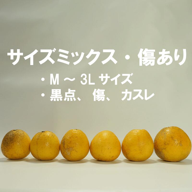 訳あり 河内晩柑 10.5kg サイズミックス 10000円 みかん かわちばんかん ミカン mikan わけあり 愛南ゴールド 家庭用 あいなん ゴールド 美生柑 文旦 派生 和製 グレープフルーツ 産地直送 国産 農家直送 期間限定 数量限定 特産品 人気 限定 甘い おいしい 小玉 含む フルーツ 果物 柑橘 蜜柑 アイス ジュース 等に 規格外 大樹農園 愛南町 愛媛県