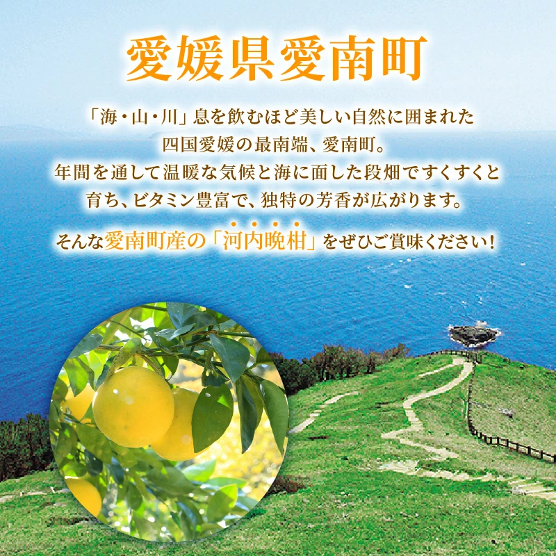 訳あり 河内晩柑 2L サイズ 以上 8kg サイズミックス 7000円 みかん かわちばんかん ミカン mikan わけあり 愛南ゴールド 家庭用 あいなん ゴールド 美生柑 文旦 派生 和製 グレープフルーツ 産地直送 国産 農家直送 期間限定 数量限定 特産品 人気 限定 甘い おいしい フルーツ 果物 柑橘 蜜柑 アイス ジュース 等に 規格外 大樹農園 愛南町 愛媛県