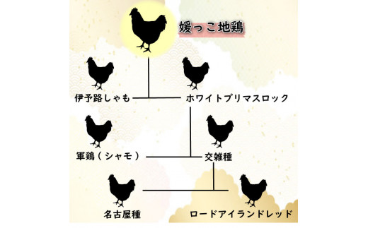 定期便 3回 数量限定 最高級 ブランド 地鶏 媛っこ地鶏 セット3種 ソーセージ プレーン 鶏肉 鶏むね 鶏もも こだわり 小分け