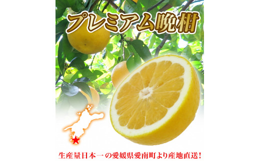 プレミアム 河内晩柑 5kg L から 3L 優品 贈答用 樹齢 20年 以上 古木 厳選 大玉 果実 特選 直送 和製 グレープフルーツ 愛南ゴールド フルーツ 人気 柑橘 爽やか 甘み ジューシー 果汁 旬の果物 くだもの みかん 産地直送 農園直送 春 味覚 初夏 デザート ジュース おすすめ 生搾り デザート ゼリー 愛媛県 愛南町 清家ばんかんビレッジ