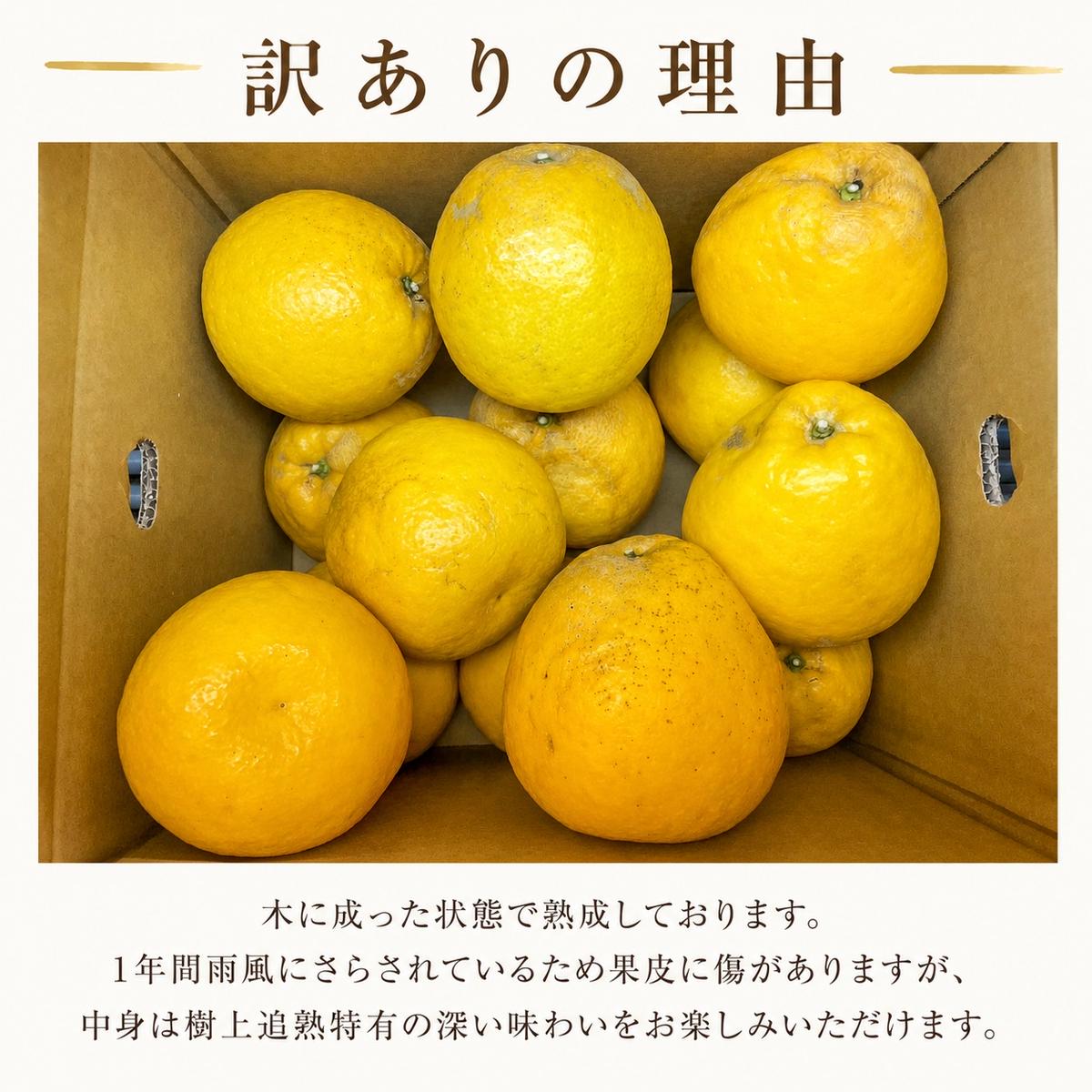木成り 追熟 訳あり 愛南ゴールド 約6kg 河内晩柑 柑橘 フルーツ 果物 蜜柑 みかん くだもの mikan 家庭用 傷 不揃い 樹上 熟成 サイズミックス かわち ばんかん かんきつ 和製 グレープフルーツ デザート 果実 果汁 甘い ジューシー おいしい 特産品 国産 農園 直送 産地 直送 資格 大学 イノベーター エニシトラス 愛媛県 愛南町 
