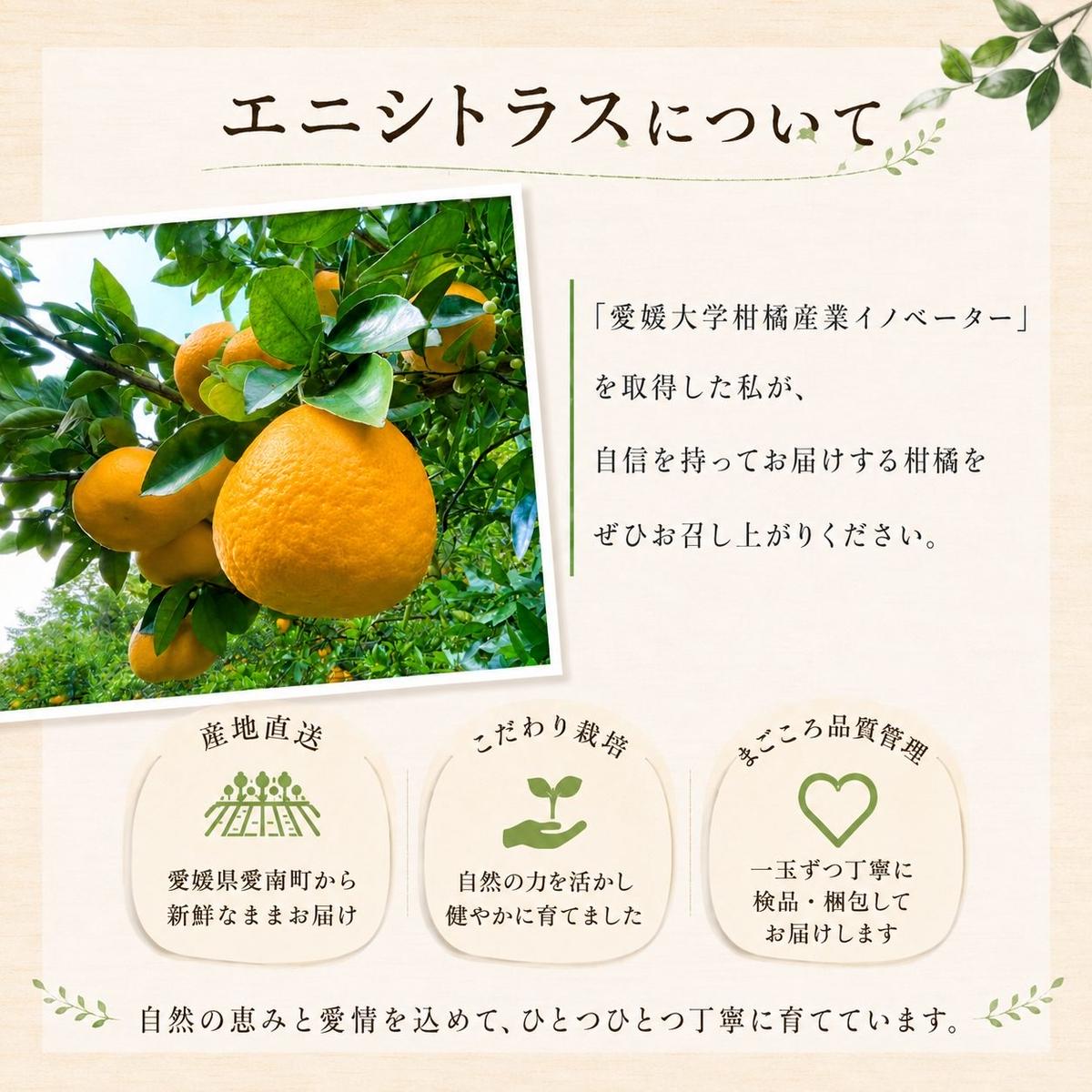 木成り 追熟 訳あり 愛南ゴールド 約6kg 河内晩柑 柑橘 フルーツ 果物 蜜柑 みかん くだもの mikan 家庭用 傷 不揃い 樹上 熟成 サイズミックス かわち ばんかん かんきつ 和製 グレープフルーツ デザート 果実 果汁 甘い ジューシー おいしい 特産品 国産 農園 直送 産地 直送 資格 大学 イノベーター エニシトラス 愛媛県 愛南町 