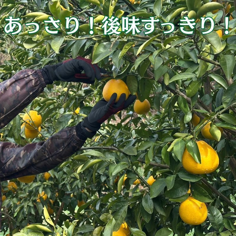 【10営業日以内発送】訳あり 河内晩柑 ばんかん 約 4kg 不揃い 大小ミックス お試し 少なめ 傷あり 柑橘 かんきつ フルーツ 果物 くだもの すぐ届く おいしい 甘い 厳選 愛媛 みかん 蜜柑 Mikan 愛南 ご当地 ブランド 野菜 サラダ ピール ゼリー お菓子 お中元 お盆 家族 デザート マルエム直販 愛媛県 愛南町