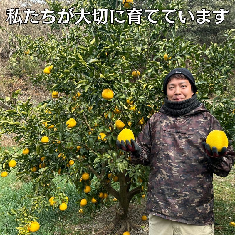 【10営業日以内発送】訳あり 河内晩柑 ばんかん 約 9kg 不揃い 大小ミックス 傷あり 柑橘 かんきつ フルーツ 果物 くだもの すぐ届く 早い 甘い さっぱり 厳選 愛媛 みかん 蜜柑 Mikan 愛南 ご当地 ブランド 野菜 サラダ ピール ゼリー お菓子 デザート マルエム直販 (なくなり次第終了) 愛媛県 愛南町