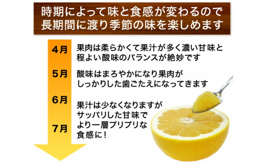 【訳あり】清家ばんかんビレッジの河内晩柑５kg (なくなり次第終了)