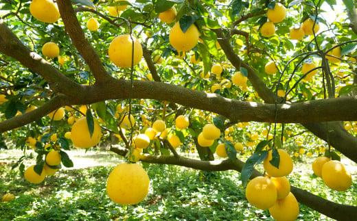 数量限定 先行予約 河内晩柑 樹齢 25年以上 中玉 6kg （ L ・ 2Lサイズ ） 8000円 みかん mikan 蜜柑 ミカン かわちばんかん 愛南ゴールド あいなん ゴールド 文旦 派生 和製 グレープフルーツ 産地直送 国産 農家直送 期間限定 特産品 ゼリー ジュース アイス 等に 人気 限定 甘い さわやか フルーツ 果物 柑橘 蜜柑 みかんの山祥 愛南町 愛媛県