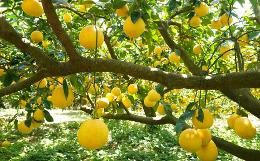 数量限定 先行予約 河内晩柑 樹齢 25年以上 大玉 6kg （ 2Lサイズ 以上 ） 8000円 みかん mikan 蜜柑 ミカン かわちばんかん 愛南ゴールド あいなん ゴールド 文旦 派生 和製 グレープフルーツ 産地直送 国産 農家直送 期間限定 特産品 ゼリー ジュース アイス 等に 人気 限定 甘い さわやか フルーツ 果物 柑橘 蜜柑 みかんの山祥 愛南町 愛媛県