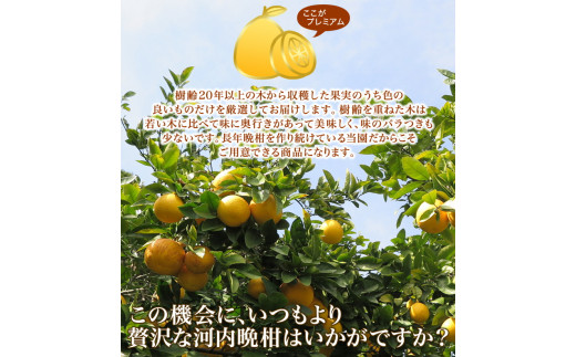 【 2026年 先行予約 】 プレミアム 河内晩柑 10kg L から 3L 優品 贈答用 樹齢 20年 以上 古木 厳選 大玉 果実 特選 直送 和製 グレープフルーツ 愛南ゴールド フルーツ 人気 柑橘 爽やか 甘み ジューシー 果汁 旬の果物 くだもの みかん 産地直送 農園直送 春 味覚 初夏 デザート ジュース おすすめ 生搾り デザート ゼリー 愛媛県 愛南町 清家ばんかんビレッジ