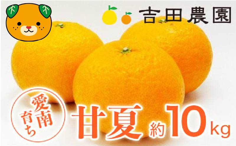 数量限定 先行予約 甘夏 10kg 11000円 みかん あまなつ 夏みかん グレープフルーツ だいだい 事前 予約 受付 産地直送 国産 農家直送 糖度 果樹園 期間限定 特産品 ゼリー マーマレード ピール ジュース デザート 人気 甘い おいしい フルーツ 果物 柑橘 蜜柑 愛南町 愛媛県 吉田農園