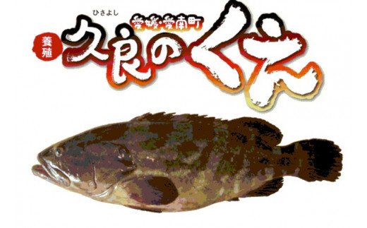 久良 の くえ 1尾 （ 2.5kg 台） 52000円 鍋 1匹 刺身 刺し身 養殖 取り寄せ お取り寄せ 鮮魚 冷蔵 高級魚 クエ鍋 くえ鍋 クエ 魚 海鮮 鮮魚 海鮮鍋 久良漁業協同組合 愛南町 愛媛県