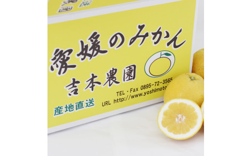 【家庭用】吉本農園の愛南ゴールド 河内晩柑 5.5kg 3回 定期便