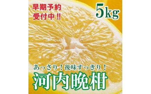 河内晩柑 ばんかん 約 5kg 家庭 柑橘 かんきつ フルーツ 果物 くだもの ...