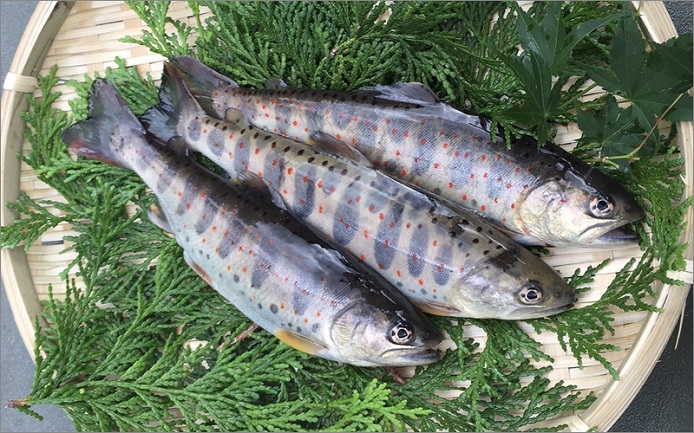 【C06043】ユズアマゴ